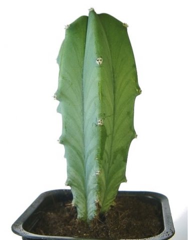 Myrtillocactus_geometrizans